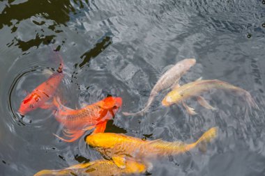 Su birikintisinde yüzen renkli Koi balığı.