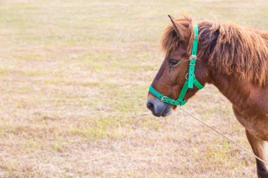 Yeşil çim arka planda Kahverengi At