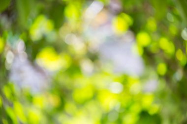 arkaplan için yeşil bokeh doğa kullanımı