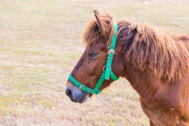 Yeşil çim arka planda Kahverengi At 'ın başı