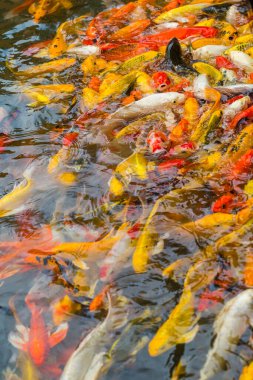 Su birikintisinde yüzen renkli Koi balığı.