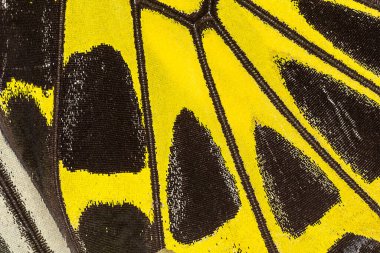 Kelebek kanat deseni arkaplanı