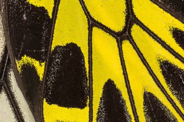 Kelebek kanat deseni arkaplanı