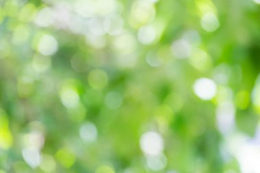 arkaplan için yeşil bokeh doğa kullanımı