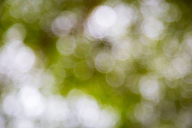 Arkaplan için açık yeşil bokeh