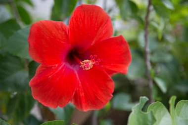 Yeşil arkaplanda kırmızı Hibiscus 'un yakın plan görüntüsü