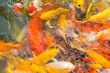 Su birikintisinde yüzen renkli Koi balığı.