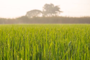 Yeşil buğday tarlası ve sabah ışığı arka planı