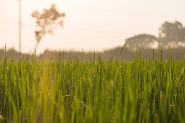 Yeşil buğday tarlası ve sabah ışığı arka planı