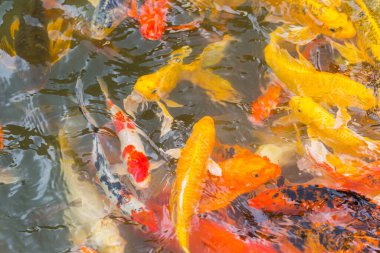 Su birikintisinde yüzen renkli Koi balığı.