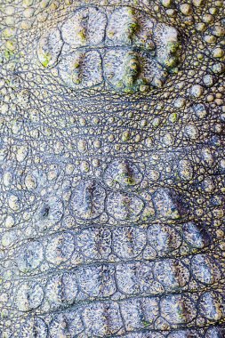 Timsah derisi doku arkaplanı