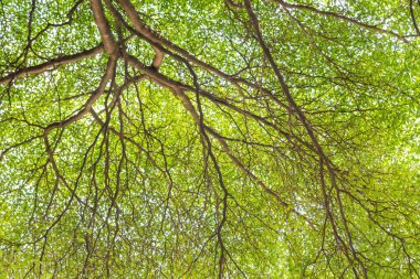Yeşil yapraklı ağaç dallarının ayrıntıları