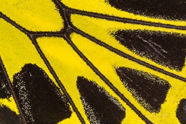 Kelebek kanat deseni arkaplanı