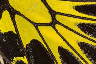 Kelebek kanat deseni arkaplanı