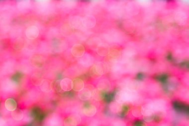 Pembe ve yeşil soyut Bokeh odaklanmış ışık arkaplanı