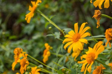 Yeşil bokeh arkaplanlı sarı çiçek