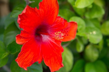 Yeşil arkaplanda kırmızı Hibiscus 'un yakın plan görüntüsü