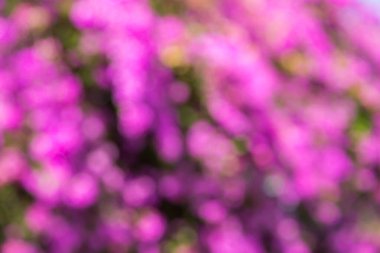 Soyut pembe bulanık bokeh çiçek arkaplanı