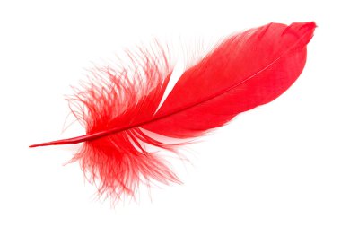 Beyaz arka plan üzerinde izole kırmızı kuş tüyü