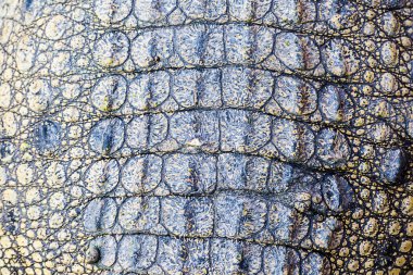 Timsah derisi doku arkaplanı