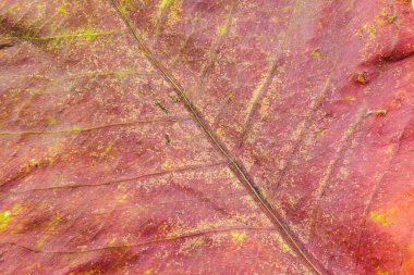 Kuru kırmızı yaprak dokusu arka planının soyut doğal arkaplanı