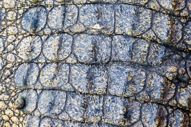 Timsah derisi doku arkaplanı