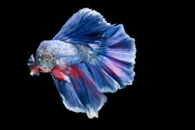 Siyam savaşçısı balıklar siyah arkaplanda izole edilmiş.