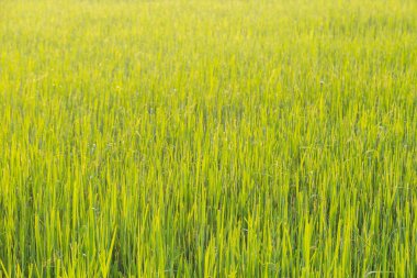 Yeşil buğday tarlası ve sabah ışığı arka planı