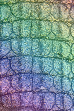 Timsah derisi doku arkaplanı