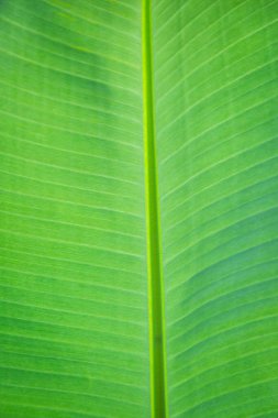 yeşil muz yaprak taze doğa arka plan