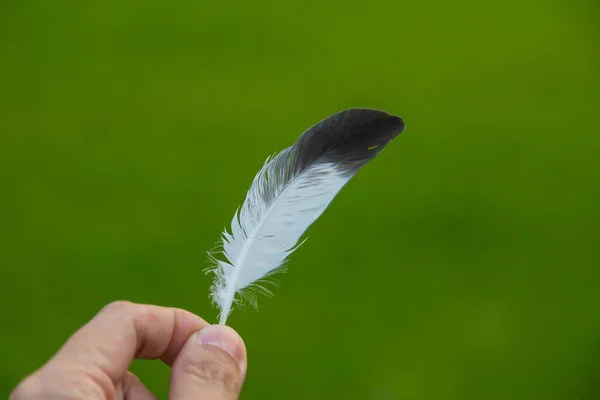 Hand Holding Feather Front Green Natural Background — Stock Photo, Image