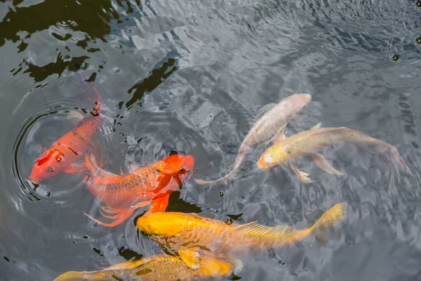 Barevné Koi Ryby Plavání Vodním Jezírku — Stock fotografie