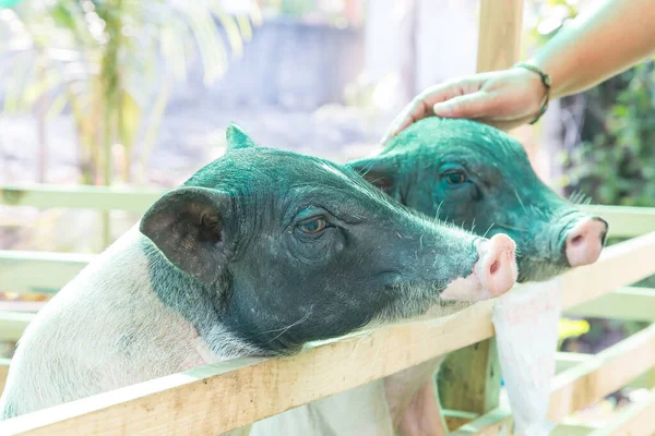 Lustiges Kleines Schwein Hängt Zaun Und Wartet Auf Futter — Stockfoto