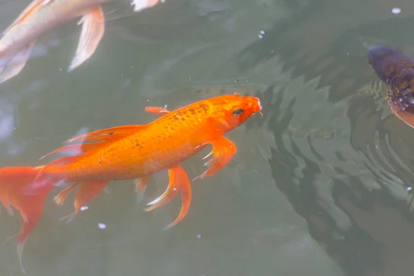 Риба Коі Плаває Водоймі — стокове фото
