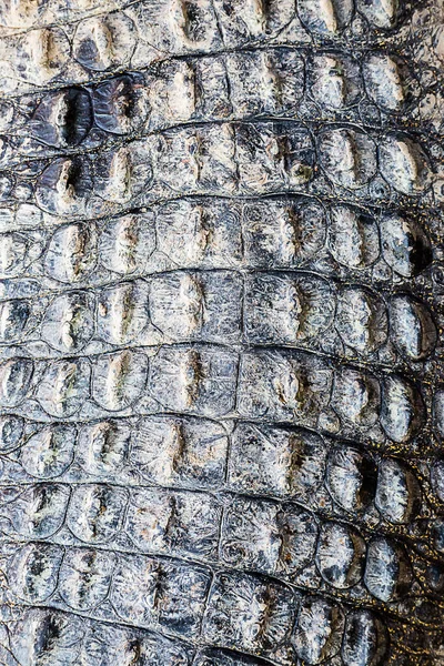 Fundo Textura Couro Crocodilo — Fotografia de Stock