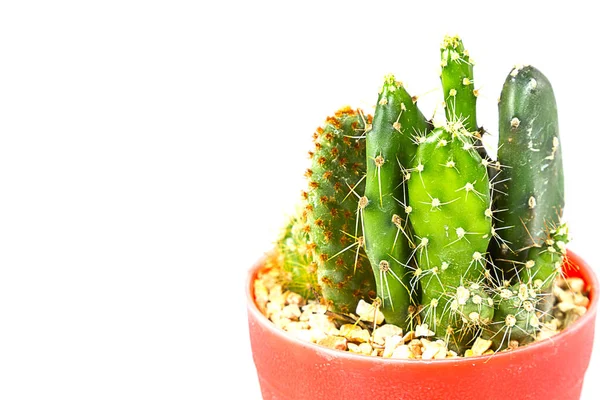 Kleine Kaktus Zimmerpflanze Topf Auf Weißem Hintergrund — Stockfoto