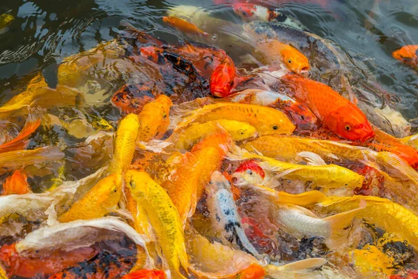 Coloridos Peces Koi Nadando Estanque Agua — Foto de Stock