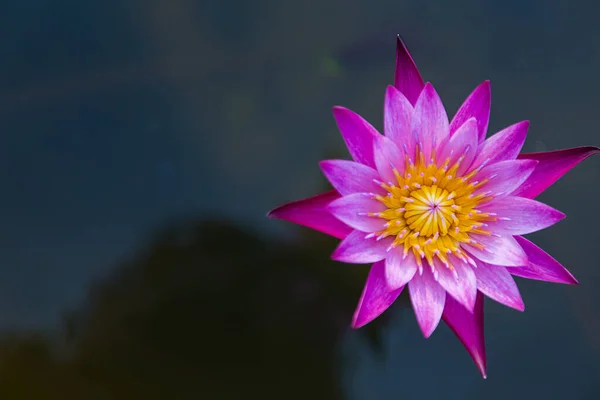 Pembe Lotus Çiçeği Nilüferler Çiçek Çiçek Açan — Stok fotoğraf