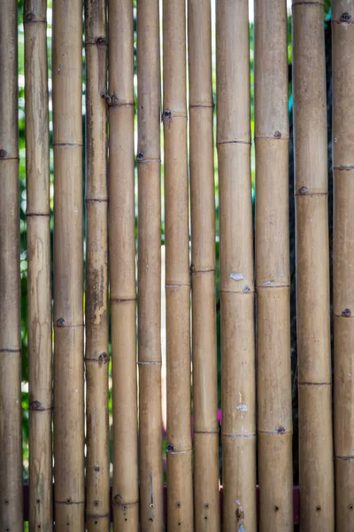 Natuur Bamboe Hek Achtergrond — Stockfoto