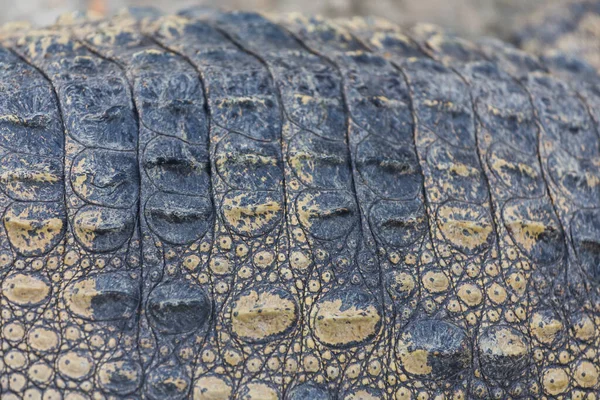 Crocodilo Textura Pele Fundo — Fotografia de Stock