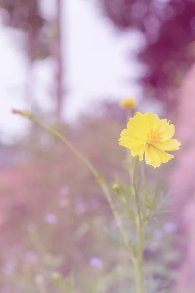 Gelbe Blumen Mit Grünem Bokeh Hintergrund — Stockfoto