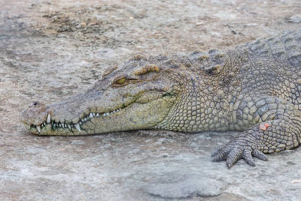 Testa Coccodrillo Alligatore — Foto Stock