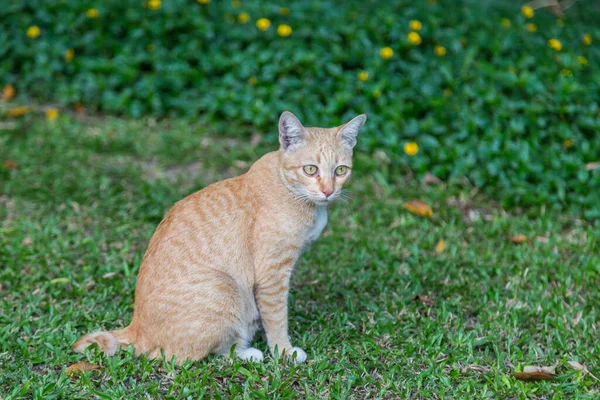 猫座って緑の草の背景を見る — ストック写真