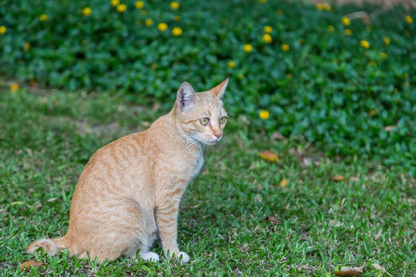 猫座って緑の草の背景を見る — ストック写真