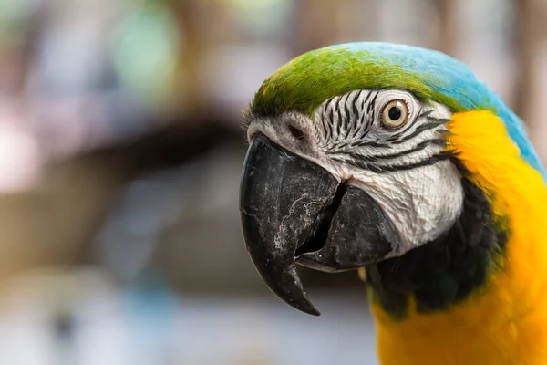 Zbliżenie Kolorowe Papugi Twarz Głowa Natura Tło — Zdjęcie stockowe