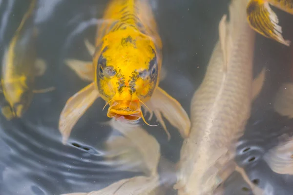 Крупним Планом Обличчя Барвиста Риба Koi Плаває Акваріумі — стокове фото