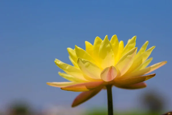 Çiçekli Sarı Nilüfer Çiçeği Nehir Giysisinin Üzerinde — Stok fotoğraf