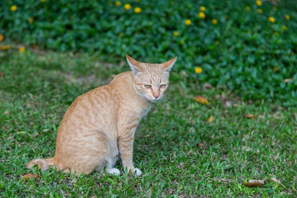 앉아서 고양이 — 스톡 사진