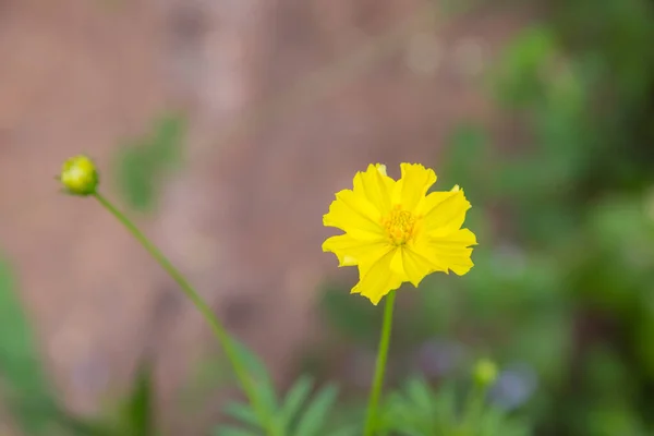 Żółte Kwiaty Zielonym Bokeh Tle — Zdjęcie stockowe
