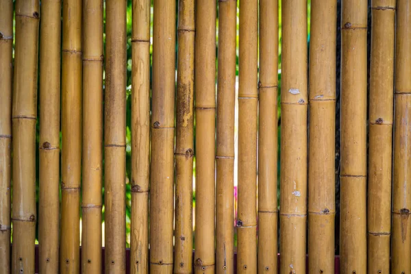 Natuur Bamboe Hek Achtergrond — Stockfoto